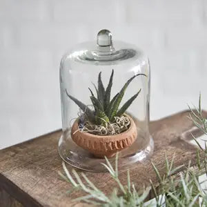 succulent cloche Miniature Glass Bell Cloche