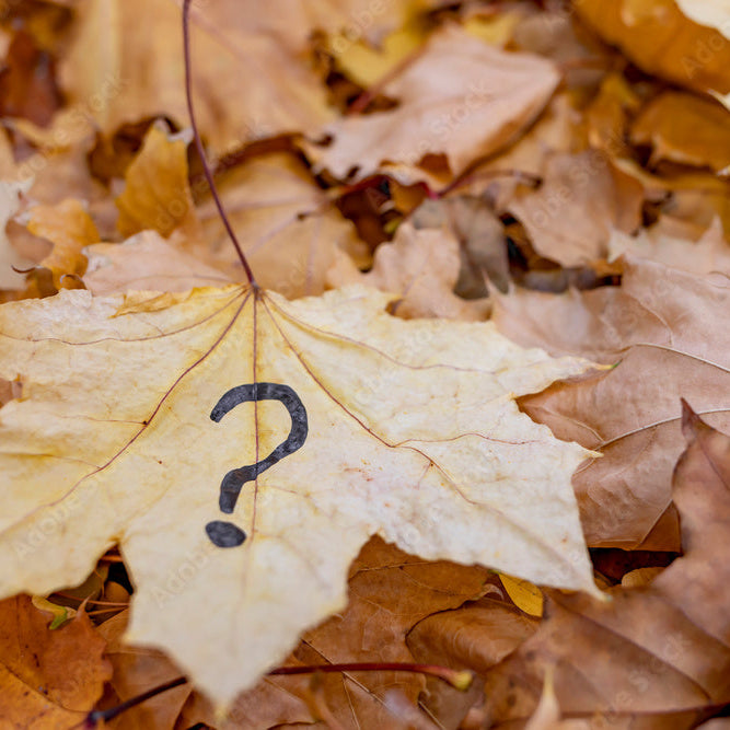 October Limited Edition Mystery Candles | Fall Soy Candle
